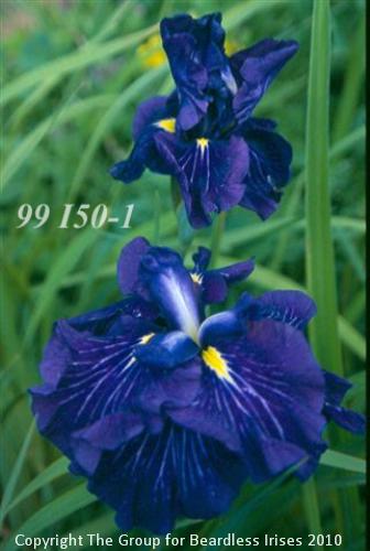 Sdl 99I50-1